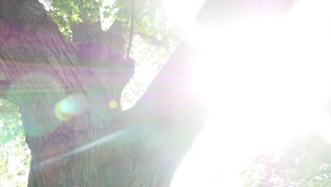 paneo lento a través del árbol hacia la luz del sol