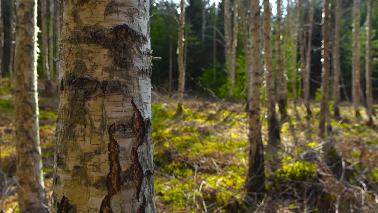 Slowly ascending video of a sunny day time birch forest with sun backlighting the trees and shining on the spring or summer time green fluffy moss on the forest ground or foliage. Textures and details
