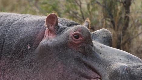 closeup of sleepy hippopotamus in africa