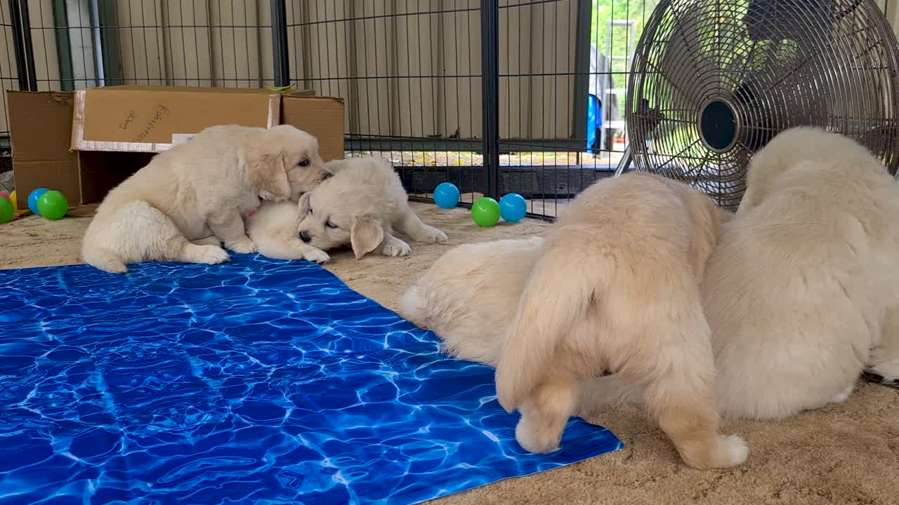 cachorros de golden retriever tirados cerca de una toalla azul enfriada por un ventilador en el interior
