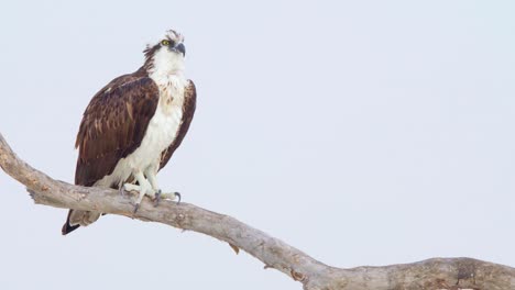 Osprey-Sea-Hawk-Thront-An-Einem-Windigen-Bewölkten-Tag-Auf-Einem-Strandholzzweig