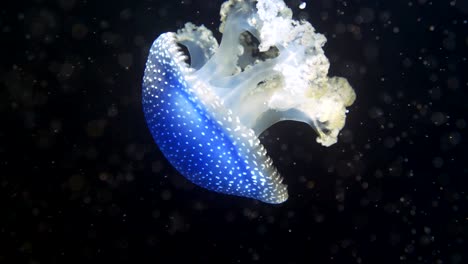 white-spotted jellyfish in motion in deep dark ocean lighting by divers light, close up shot