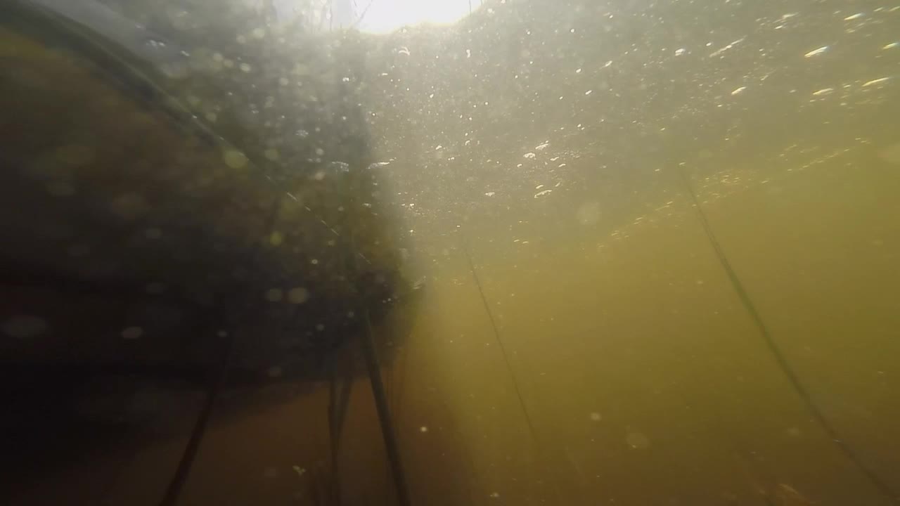 GoPro Underwater Caught Fish Swimming Around At The Bottom Of The Boat. - Underwater Shot