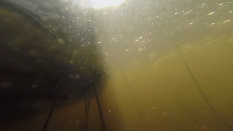 gopro underwater caught fish swimming around at the bottom of the boat. - underwater shot