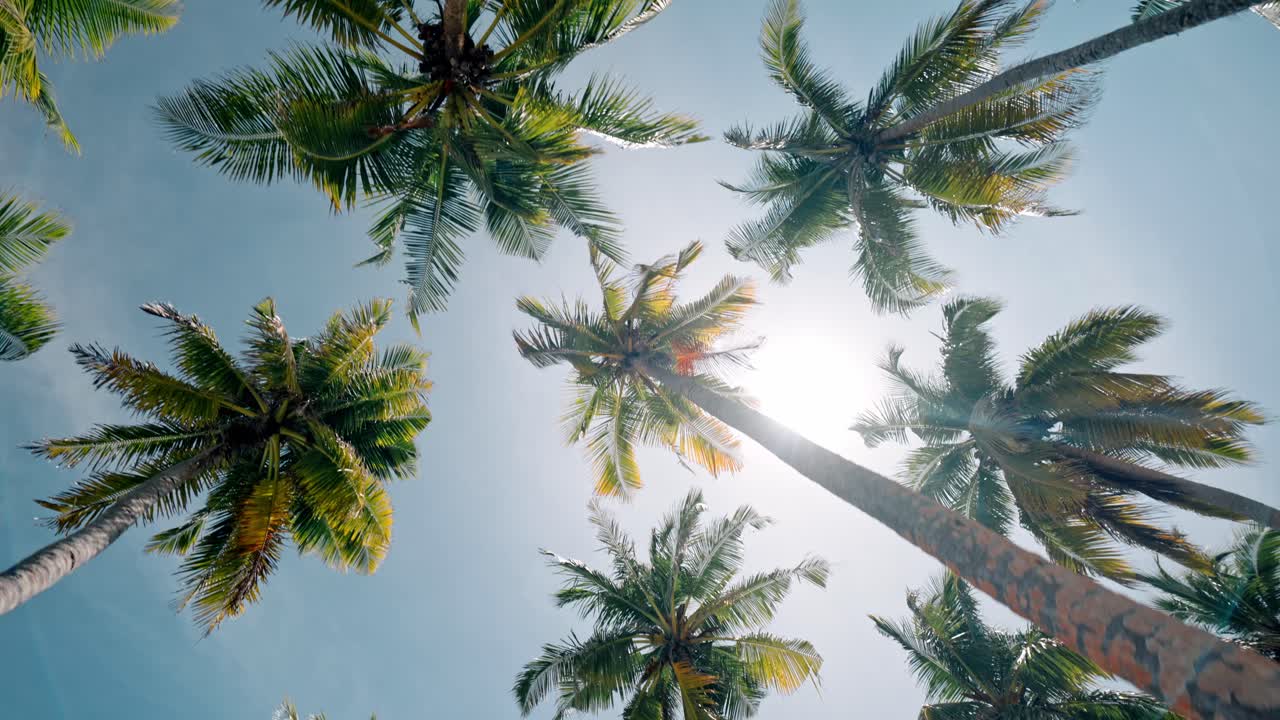 A lush belt of towering palm trees lines the pristine shore of Geiymiskih Fannu Beach on Fuvahmulah.