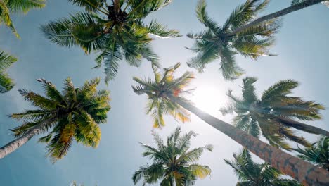 a lush belt of towering palm trees lines the pristine shore of geiymiskih fannu beach on fuvahmulah.