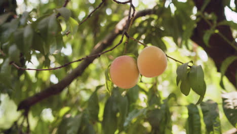 reaching up quickly grabbing and squeezing peach