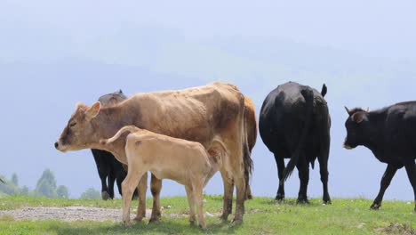 Kühe-Grasen-Zusammen-Auf-Einem-Feld.-Kühe-Laufen-In-Die-Kamera.