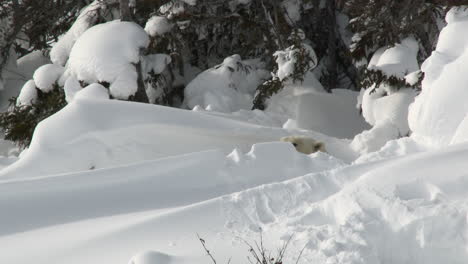 polar bear female hiding in day den between trees, on tundra