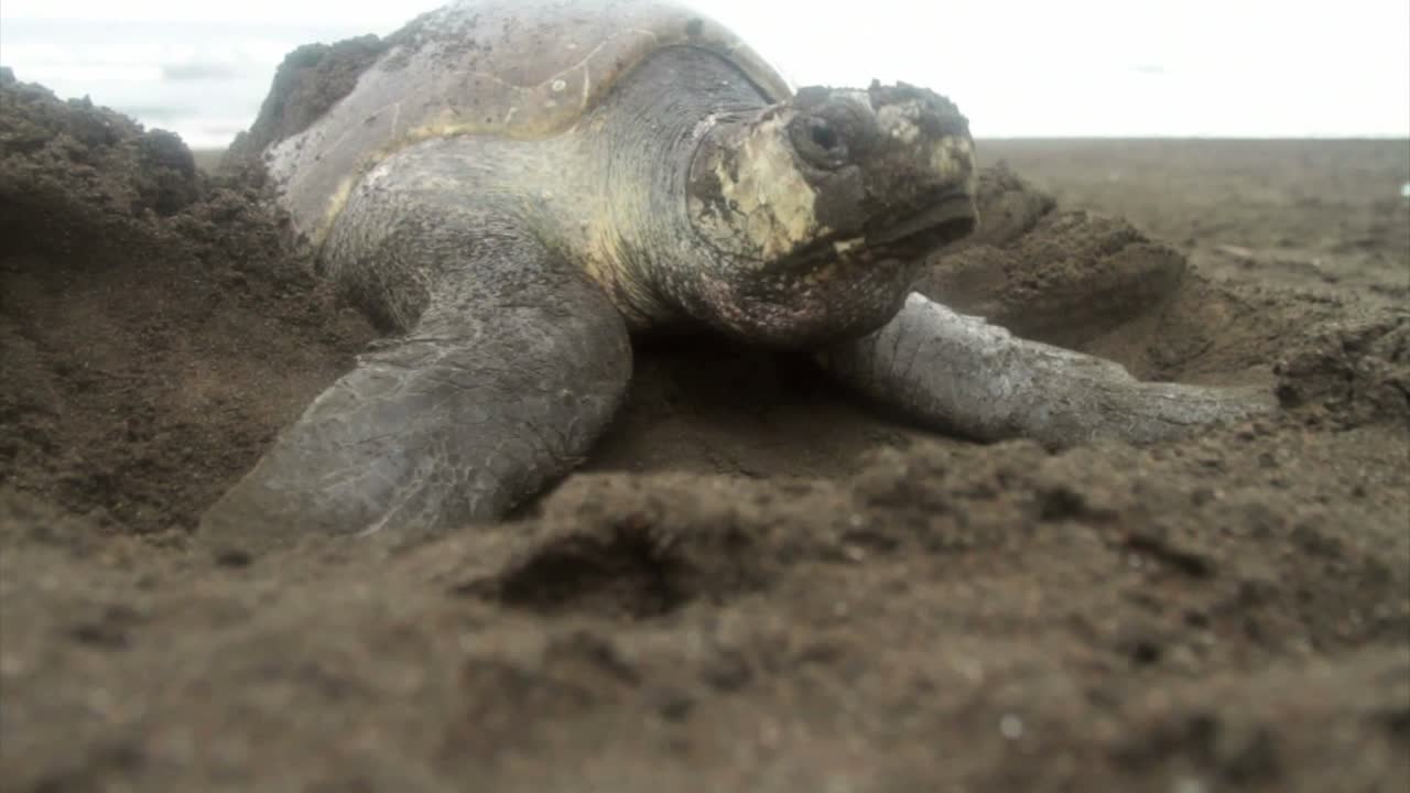 морская черепаха роется в песке, откладывая яйца 1