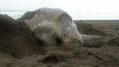 Una-Tortuga-Marina-Cava-En-La-Arena-Mientras-Pone-Huevos-1