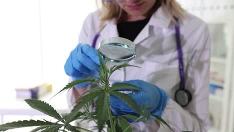 scientist examining a cannabis plant in a laboratory