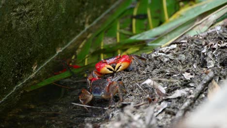 a crab filmed on a rock closeup by the sea