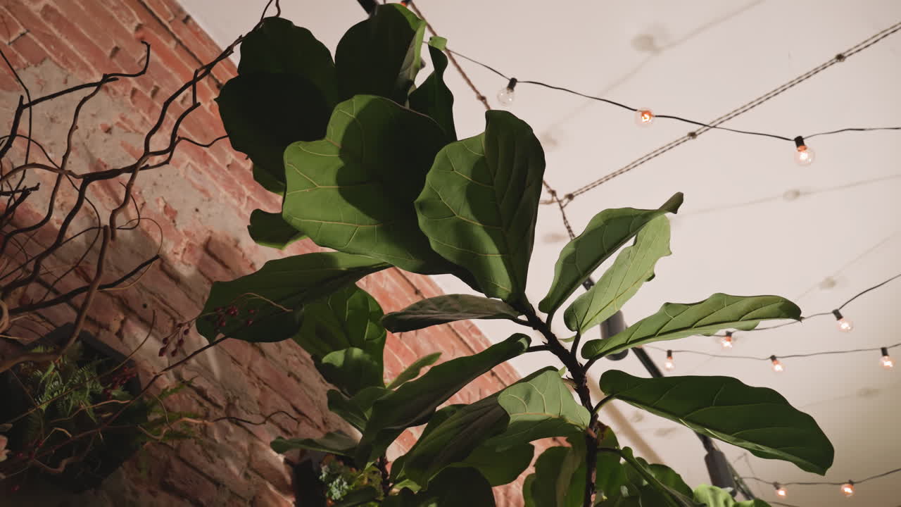Fico a foglia di violino con luci a corda. Primo piano di fico a foglia di violino illuminato da lampadine calde. Esposizione interna suggestiva con fico a foglia di violino tra luci a corda ambientali e mattoni a vista.