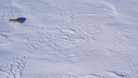 Kojote,-Der-Durch-Tiefen-Pulverschnee-Und-Felder-Läuft,-Um-Den-Kalten-Winter-Zu-überleben