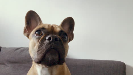 the french bulldog licks his lips and sits down curiously