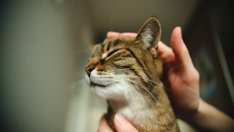 dono acaricia gato doméstico listrado na cabeça e gato está fechando os olhos de prazer