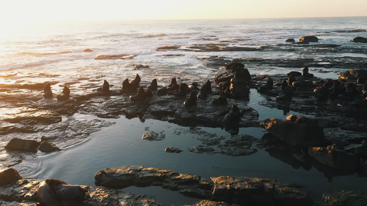 hermosa toma cinematográfica de vida silvestre de leones marinos descansando sobre rocas al amanecer cerca del agua en una isla