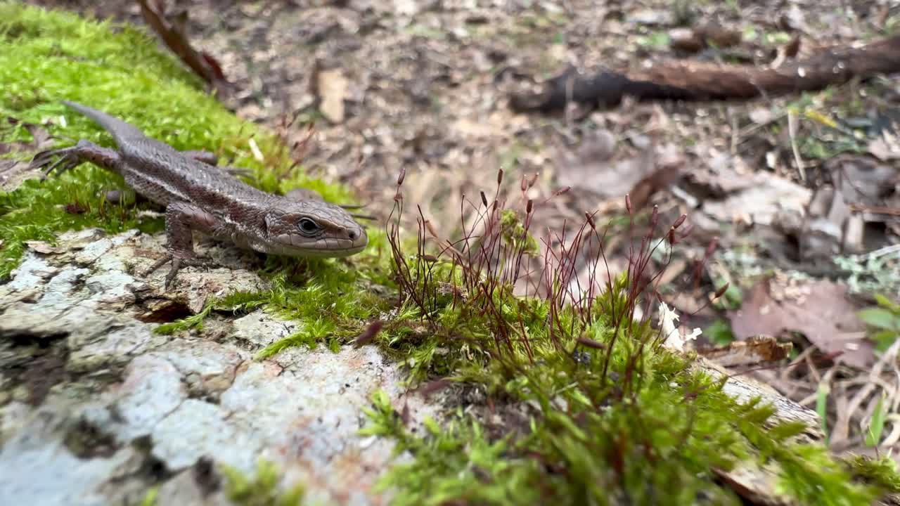 Common lizard (Zootoca vivipara) on a mossy tree trunk..