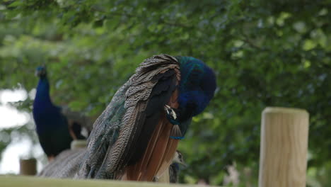 peafowl birds in a zoo wildlife park with bokeh nature background. selective focus shot