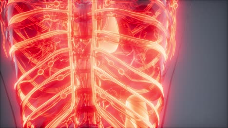 vasos sanguíneos del cuerpo humano
