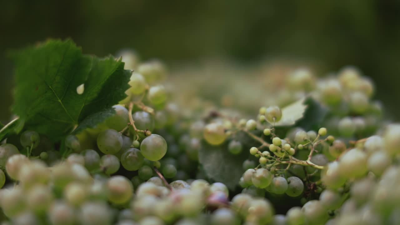 Close-up of Green Grapes