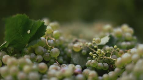 close-up of green grapes