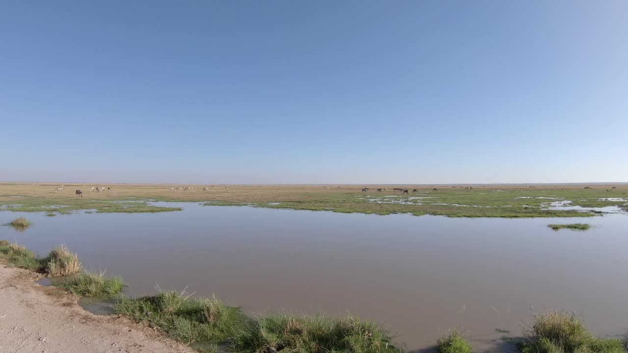 un rebaño de cebras pastando en las marismas, vida silvestre en el parque nacional de amboseli, kenia, áfrica
