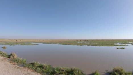un rebaño de cebras pastando en las marismas, vida silvestre en el parque nacional de amboseli, kenia, áfrica
