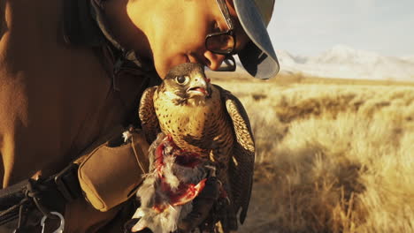 entrenador de cetrería besando orgullosamente a su mascota halcón peregrino gyr mientras come