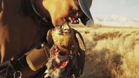 falconry trainer proudly kissing his pet gyr peregrine falcon while it eats