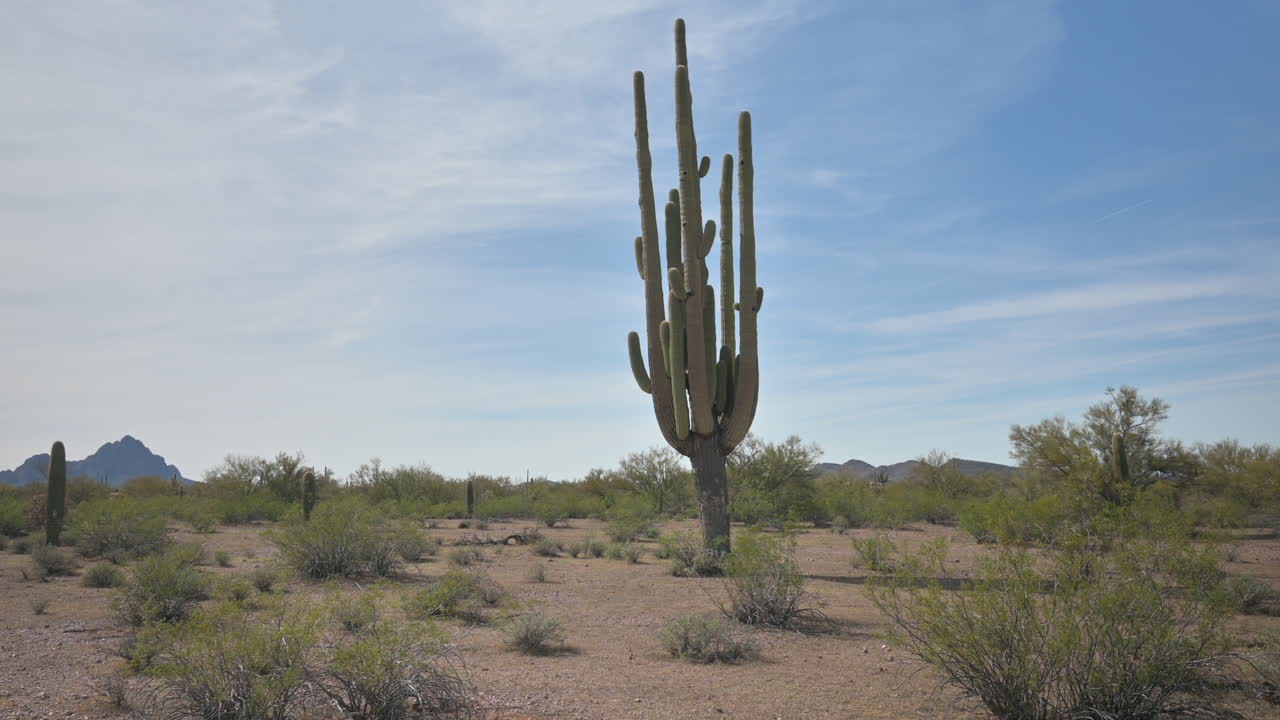 saguaro alto y viejo en el desierto de sonora en tucson, tiro de mano durante el día