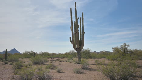 tall old saguaro in the sonoran desert in tucson, day time hand-held shot