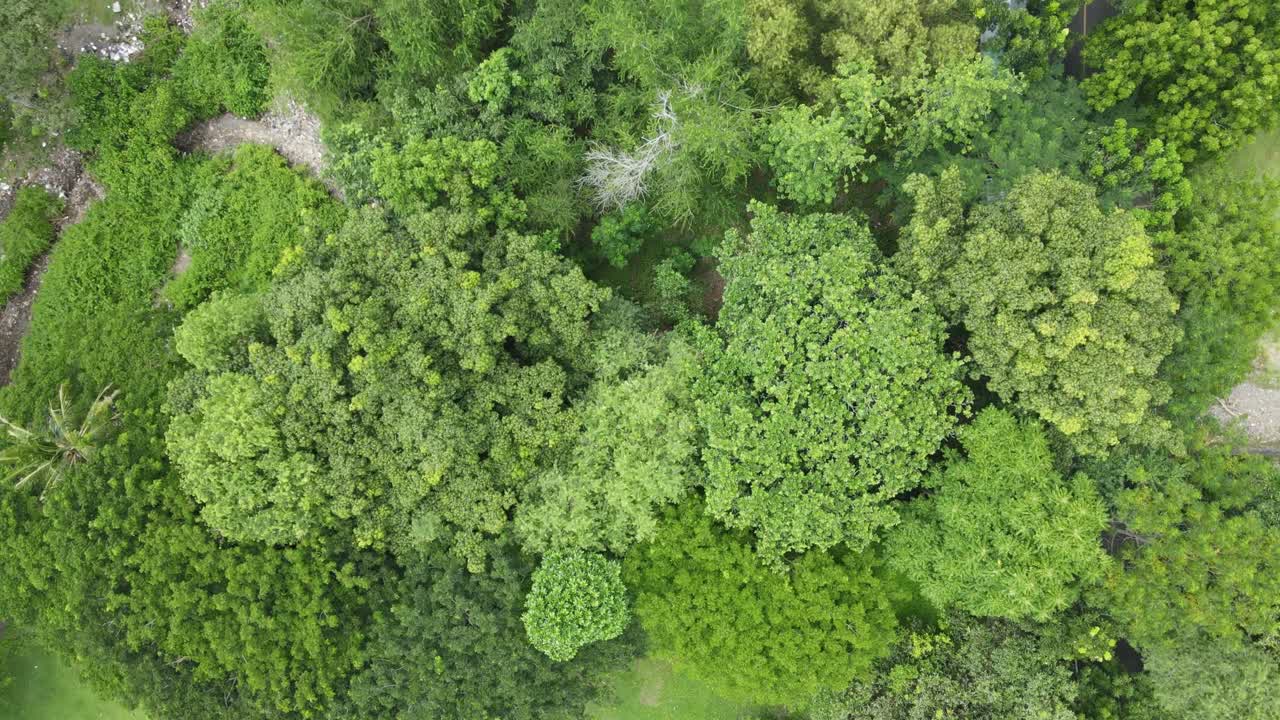 Vista aerea dall'alto di foresta verde lussureggiante e paesaggio tropicale