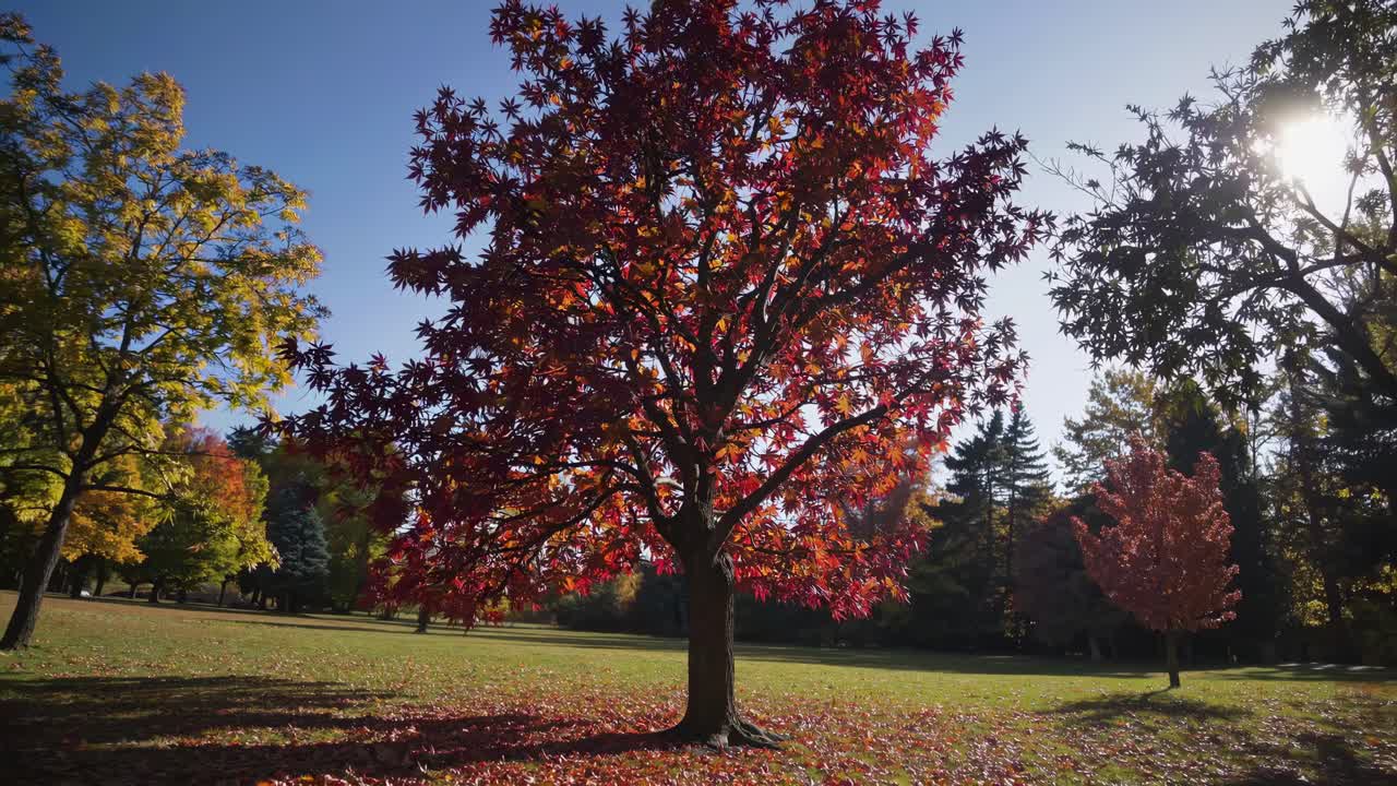 A wide-angle video captures a vibrant autumn tree with red leaves in a sunlit park