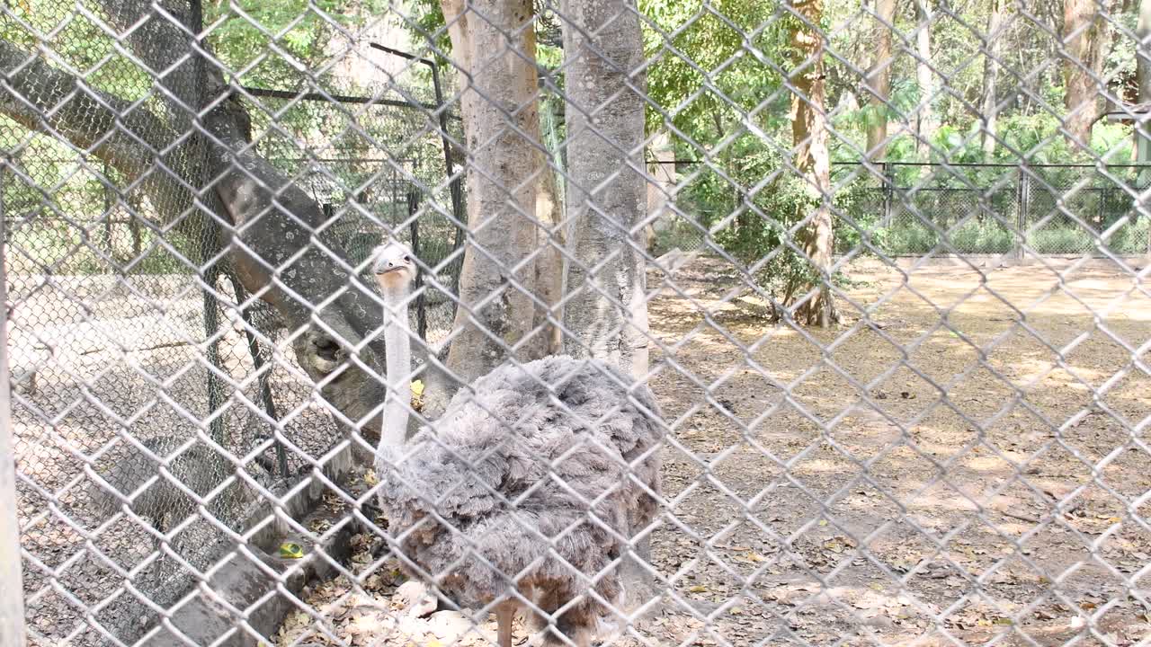 pájaro emú dentro del parque zoológico
