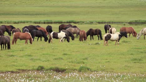 a herd of icelandic horses biting grass in a field in iceland