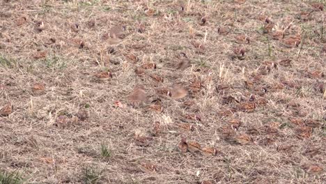 Birds-feeding-in-the-grass