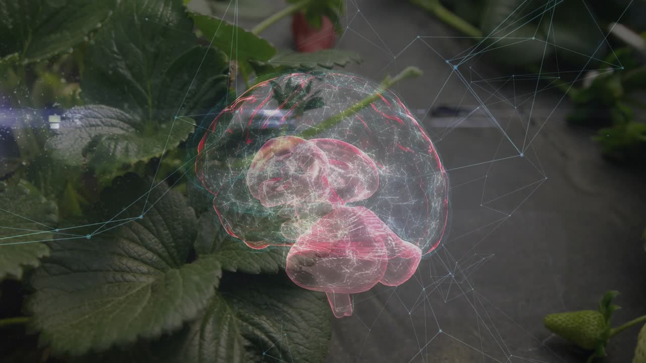 Efter at have zoomet ind på jordbærblade, viser et roterende 3D-hjernenetværk lillehjernen til forskning.