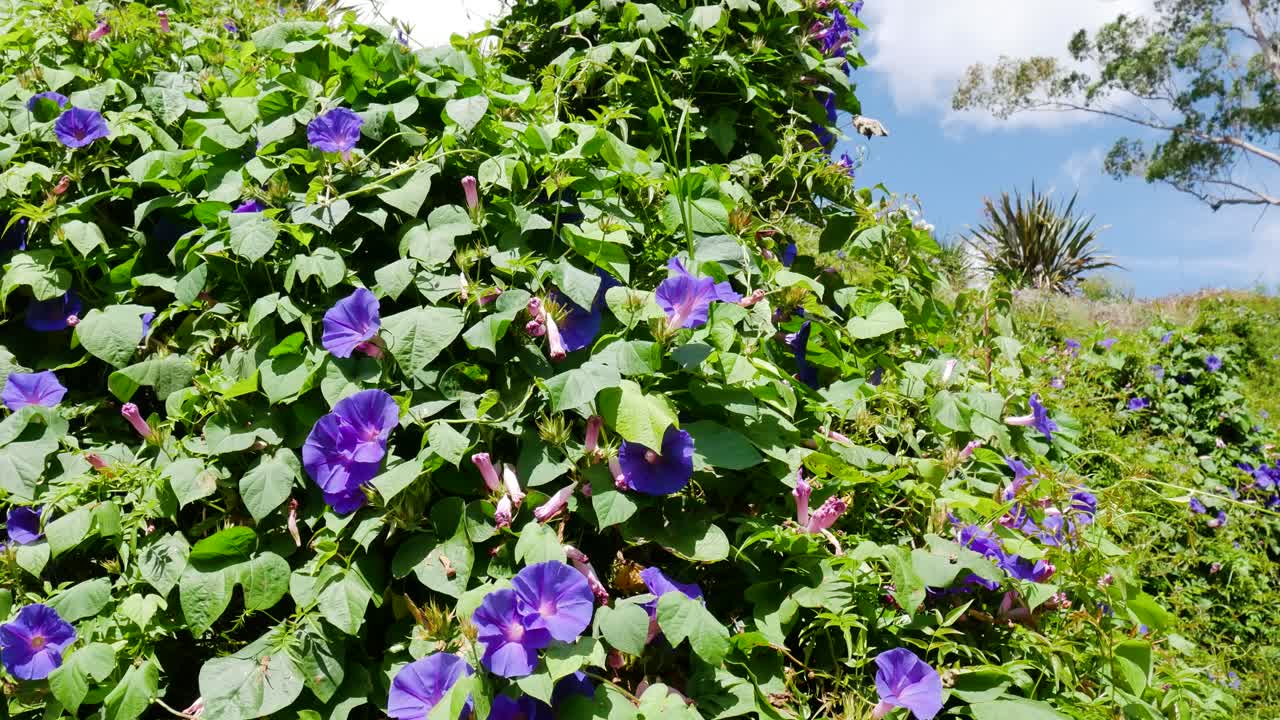 hillside covered in purple flower blooming bush