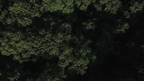 Antena-De-Arriba-Hacia-Abajo-Descendiendo-Sobre-El-Bosque-De-Brocéliande,-Bretaña-En-Francia