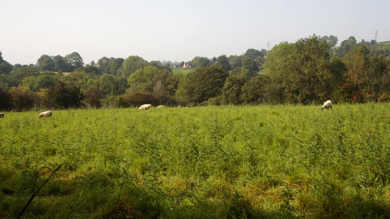 Campo com ovelhas no Carsington Water.