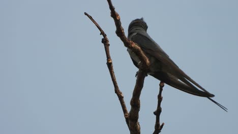 Crested-Treeswift-Vogelbaum