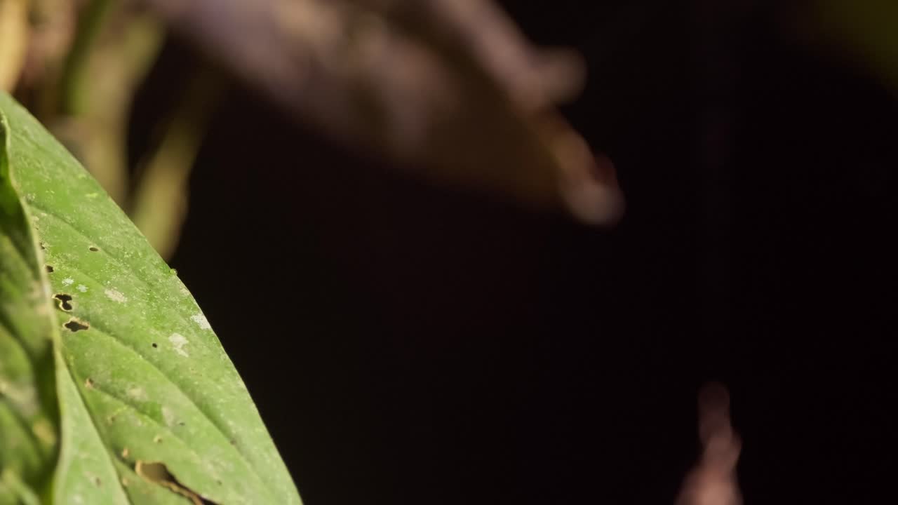 pequeña araña saltadora salta de la hoja de la selva en la reserva nacional de tambopata, perú