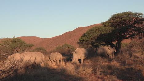 white rhinoceros grazes in the arid environment of the kalahari