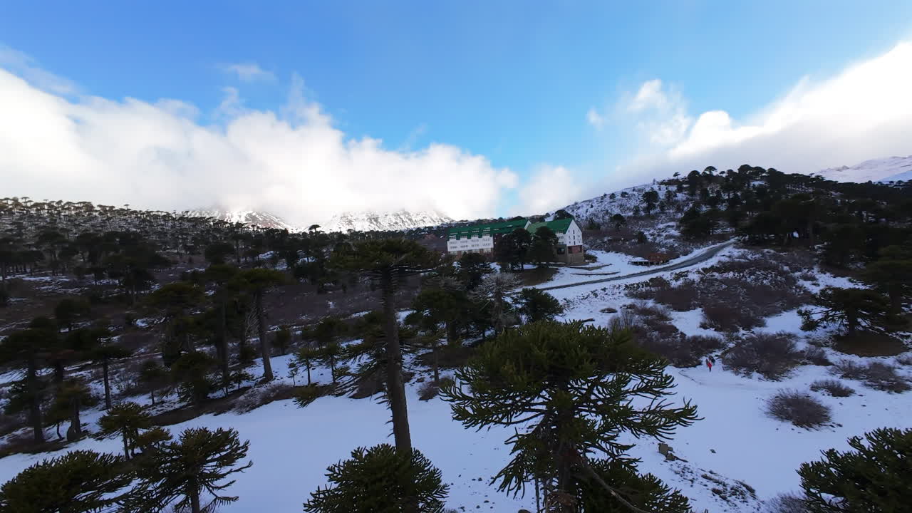 Beautiful snowy mountains in Caviahue, Neuquén, Argentina, featuring Araucaria trees in winter