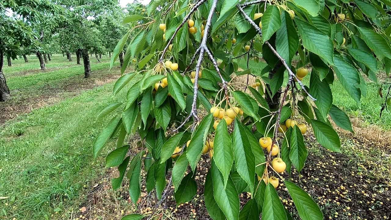 미국 미시간주 릴라나우 호수에 있는 시골 농장에서 노란 열매를 맺는 벚나무 - 미디엄 샷, 슬로우 모션