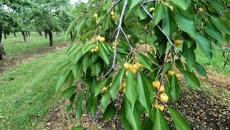 Cerezos-Con-Frutos-Amarillos-En-Una-Granja-De-Campo-En-El-Lago-Leelanau,-Michigan,-Traverse-City,-Estados-Unidos---Plano-Medio,-Cámara-Lenta