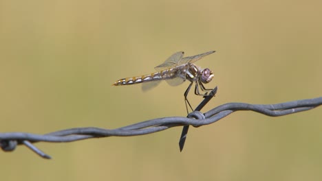 Libélula-De-Idaho-En-Una-Valla