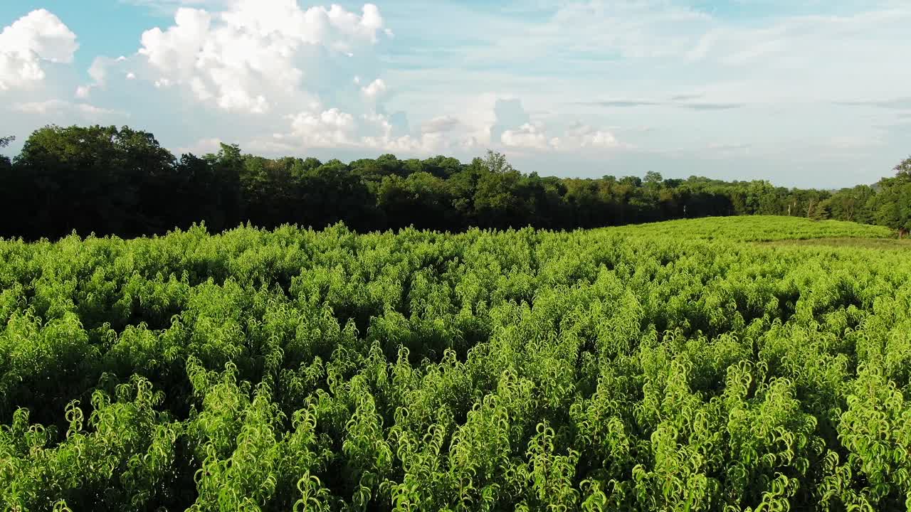 vuelo aéreo lento sobre un huerto de frutas en pensilvania durante el día de verano, cielo azul